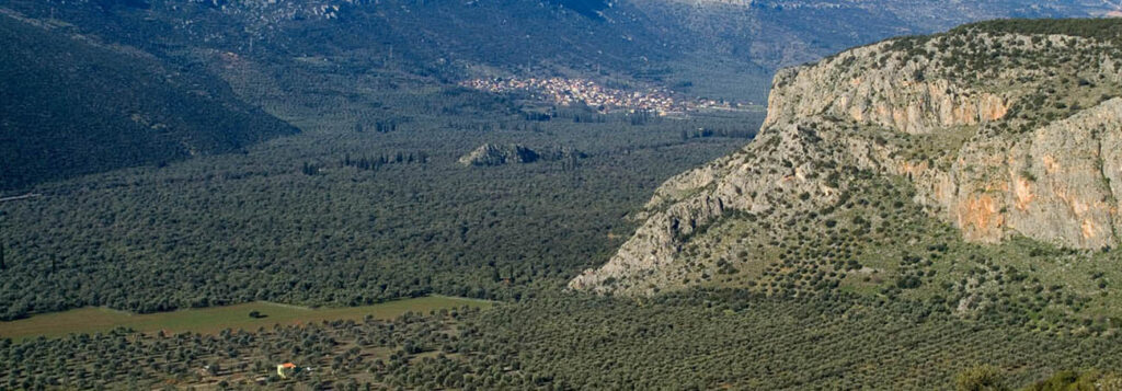 Πανοραμική άποψη του Ελαιώνα της Άμφισσας με βουνά και πεδιάδα γεμάτη ελιές.