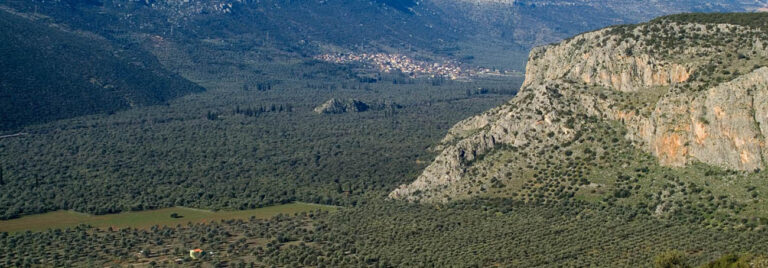 Πανοραμική άποψη του Ελαιώνα της Άμφισσας με βουνά και πεδιάδα γεμάτη ελιές.