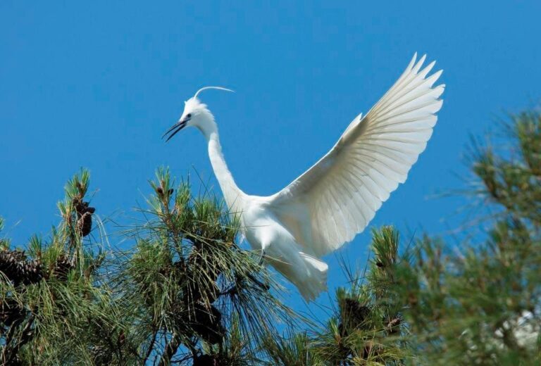 Λευκός ερωδιός στο Εθνικό Πάρκο Δέλτα Νέστου πετά πάνω από τα δέντρα