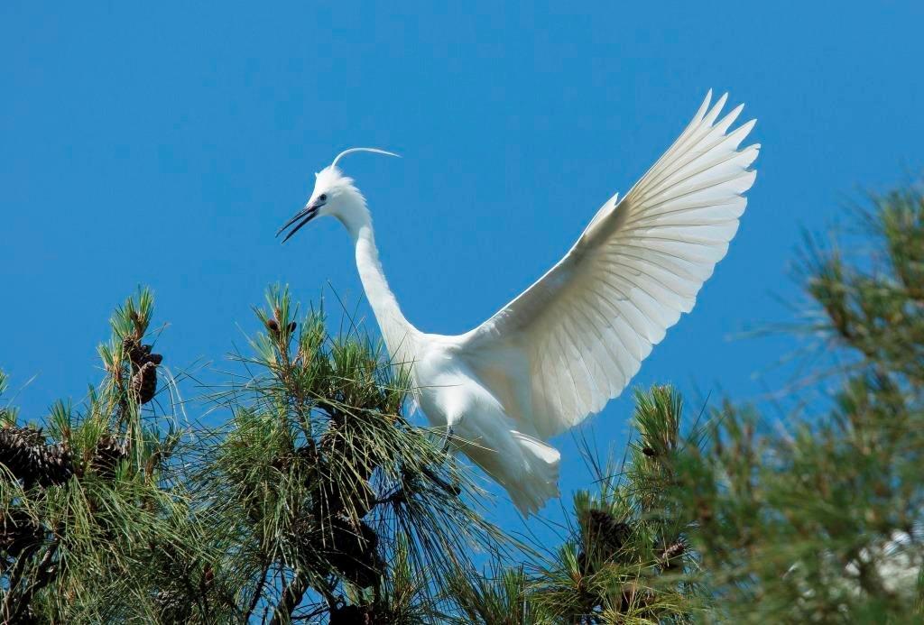 Λευκός ερωδιός στο Εθνικό Πάρκο Δέλτα Νέστου πετά πάνω από τα δέντρα